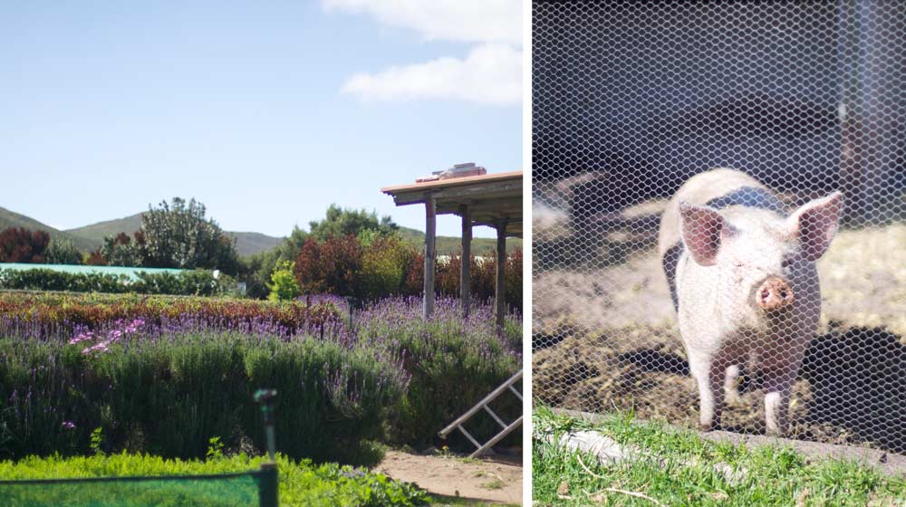 Grootbos-Garden-and-Pig
