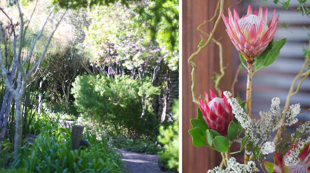 Grootbos-plants