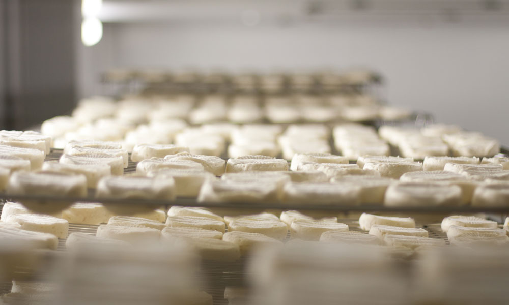 cheese making at fairview