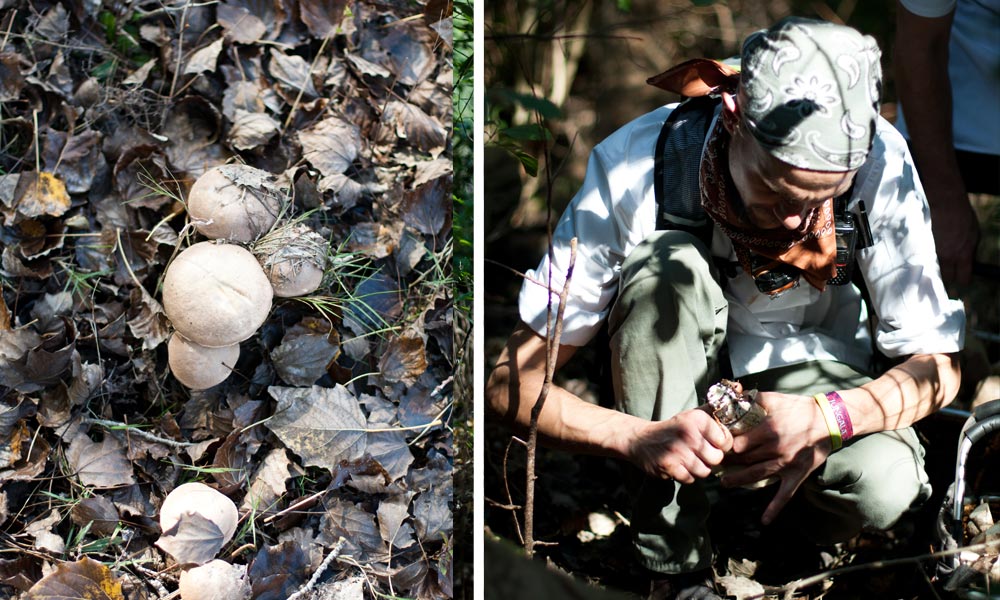 foraging for edible wild mushrooms