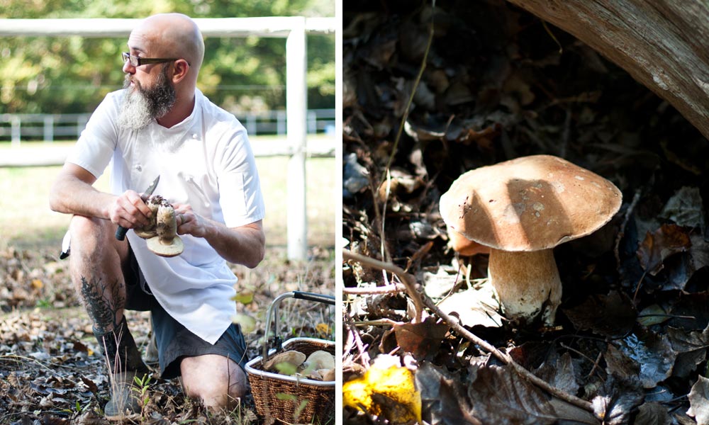 foraging for edible wild mushrooms