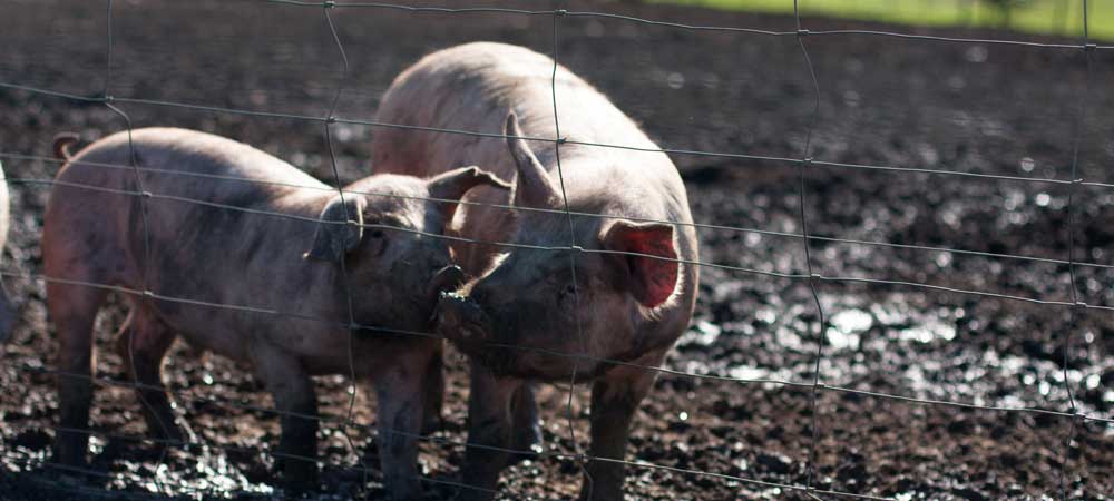 oak valley pigs