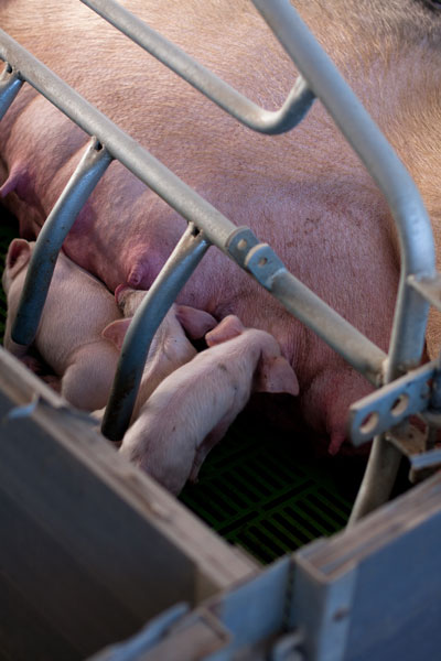 oak valley pigs