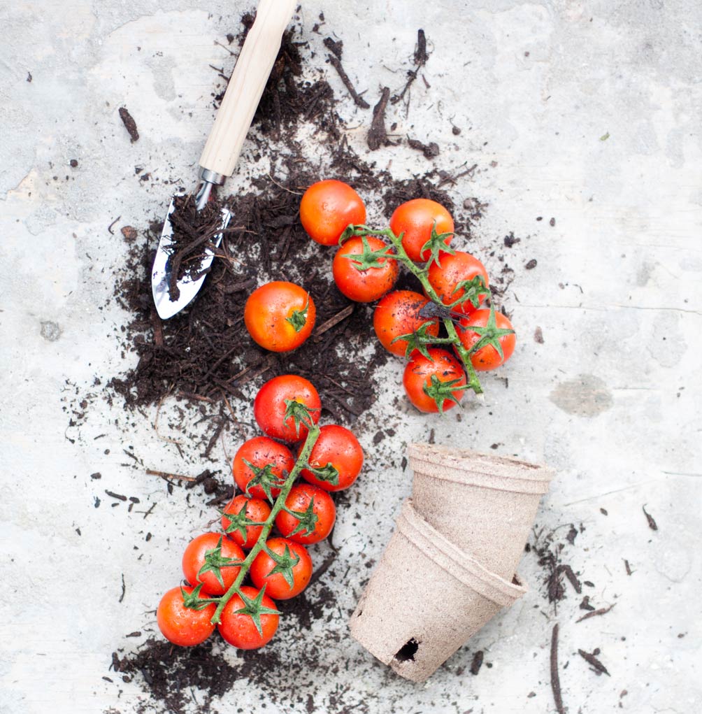 tomatoes