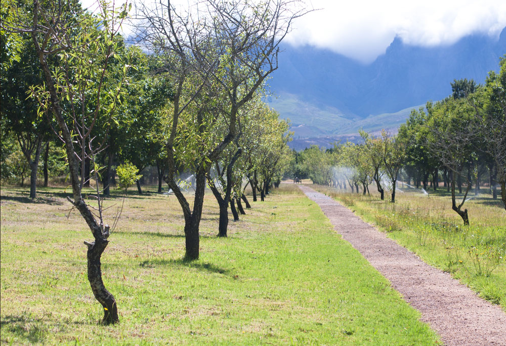 Vergelegen_almond_grove