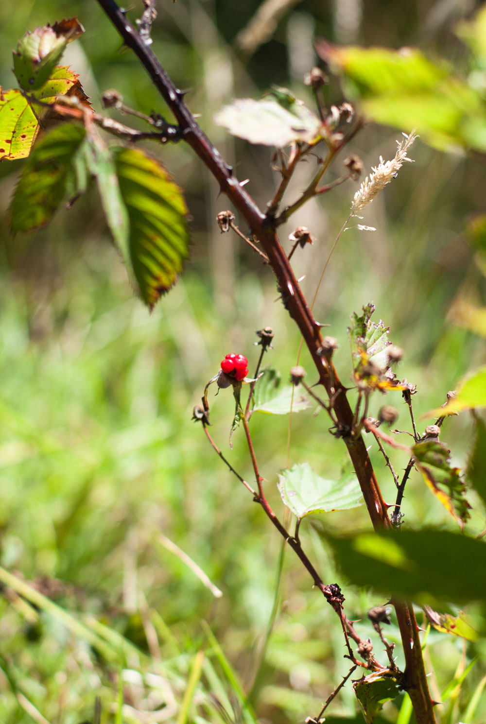 Vergelegen_blackberry bramble