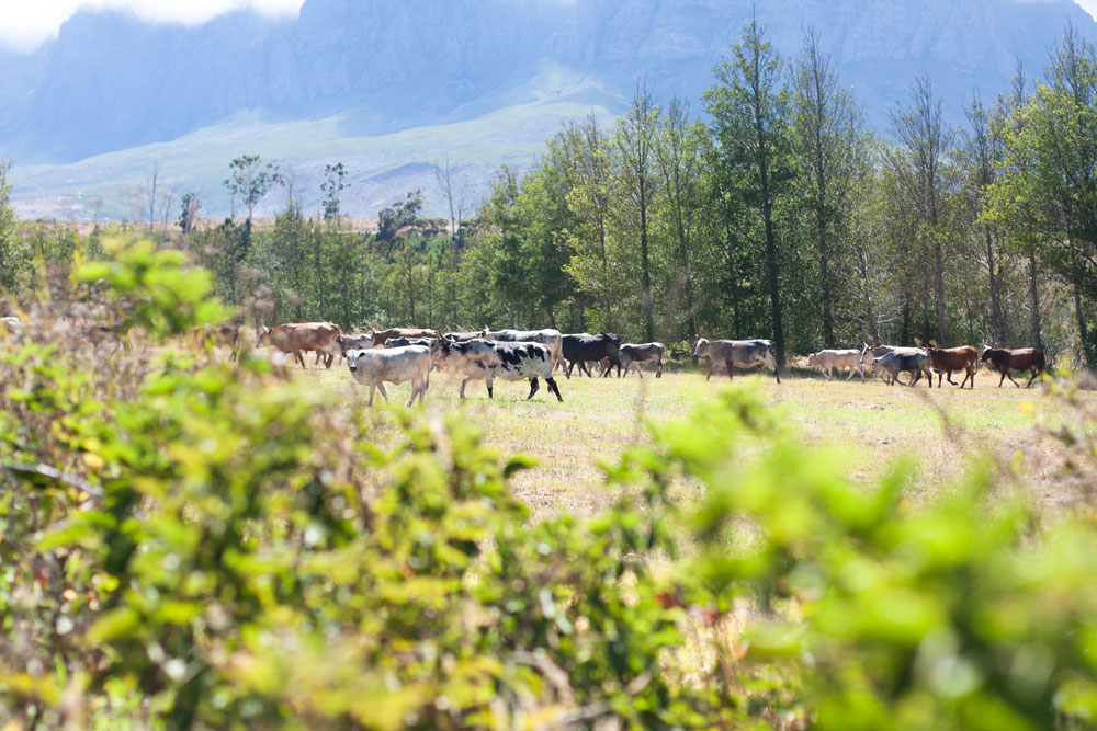 Vergelegen_nguni cattle