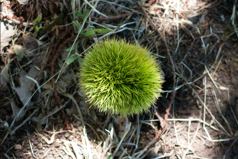 Vergelegen_chestnut