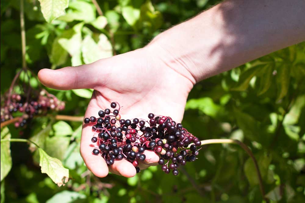 Vergelegen_elderberry