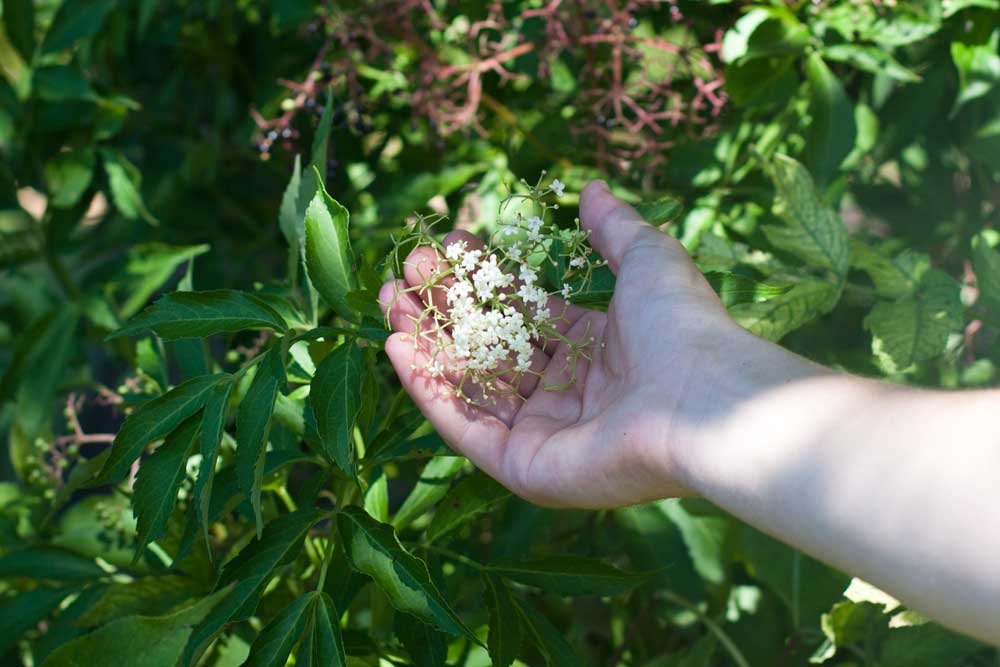 Vergelegen_elderberry_flower