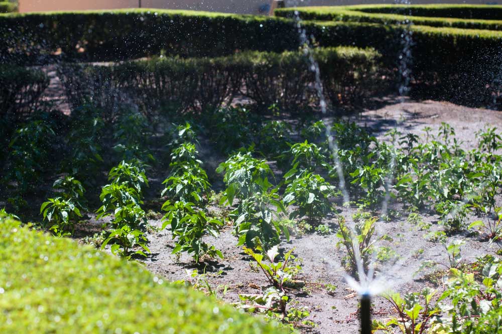 Vergelegen_vegetable_garden