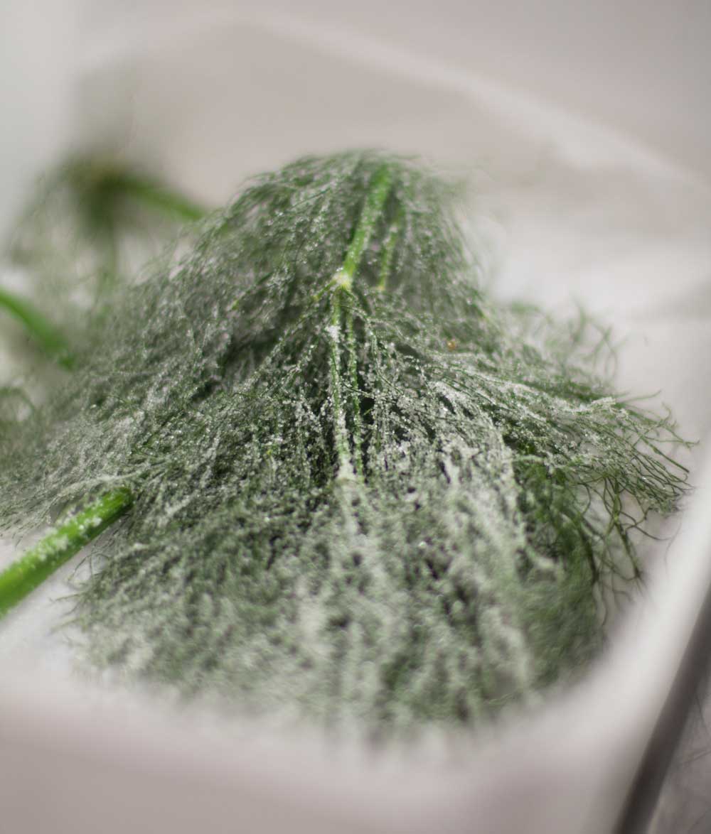 Recipe Frosted Fennel