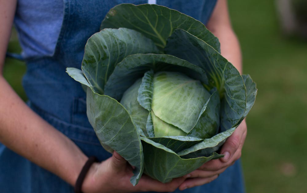 The_Table_cabbage