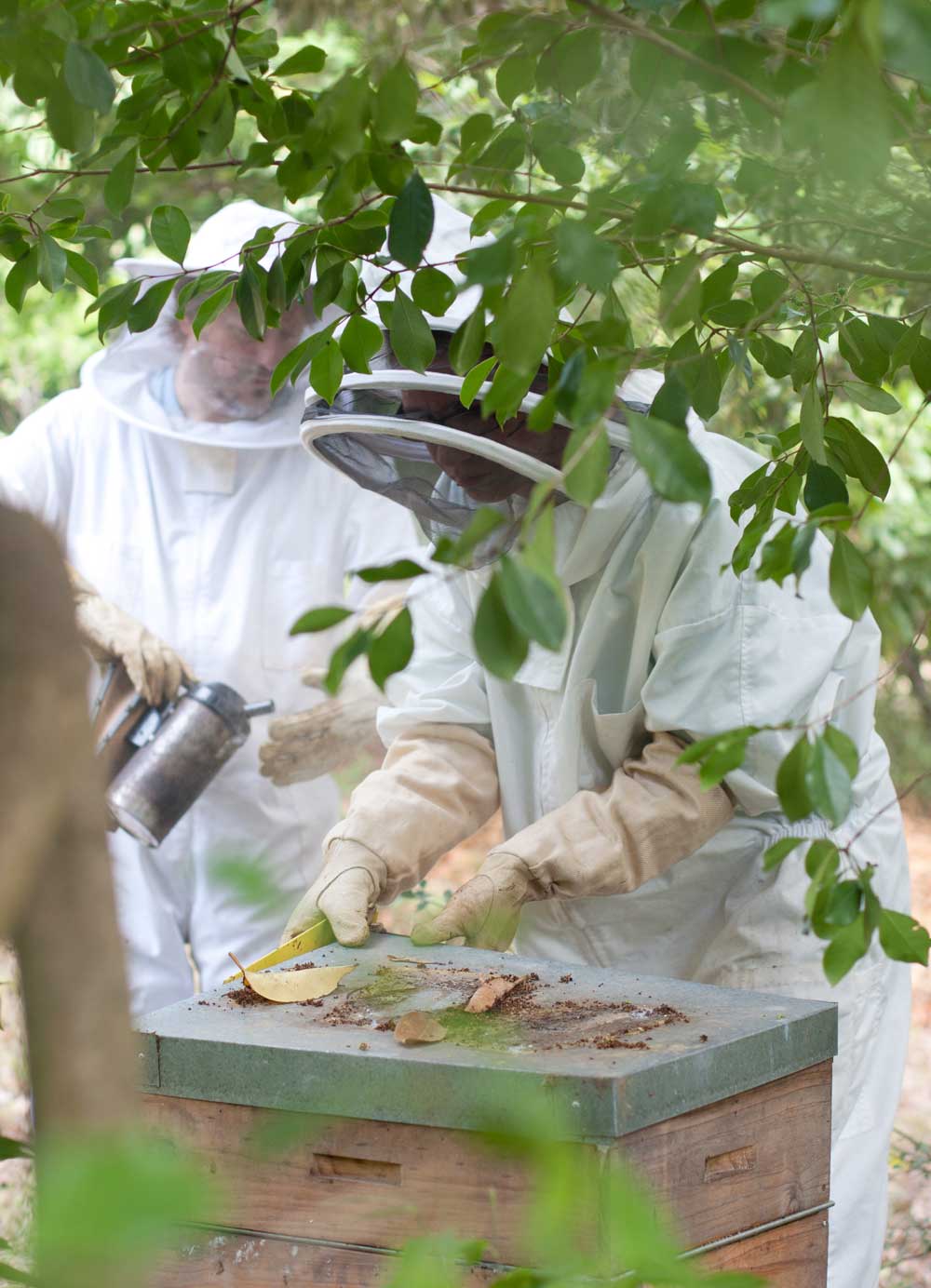 Urban Beekeeping