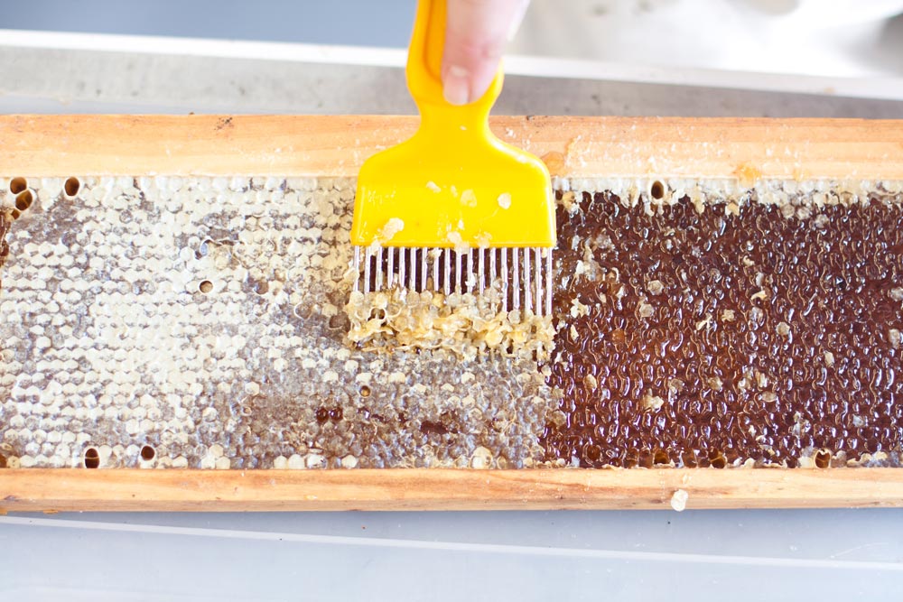 Urban Beekeeping