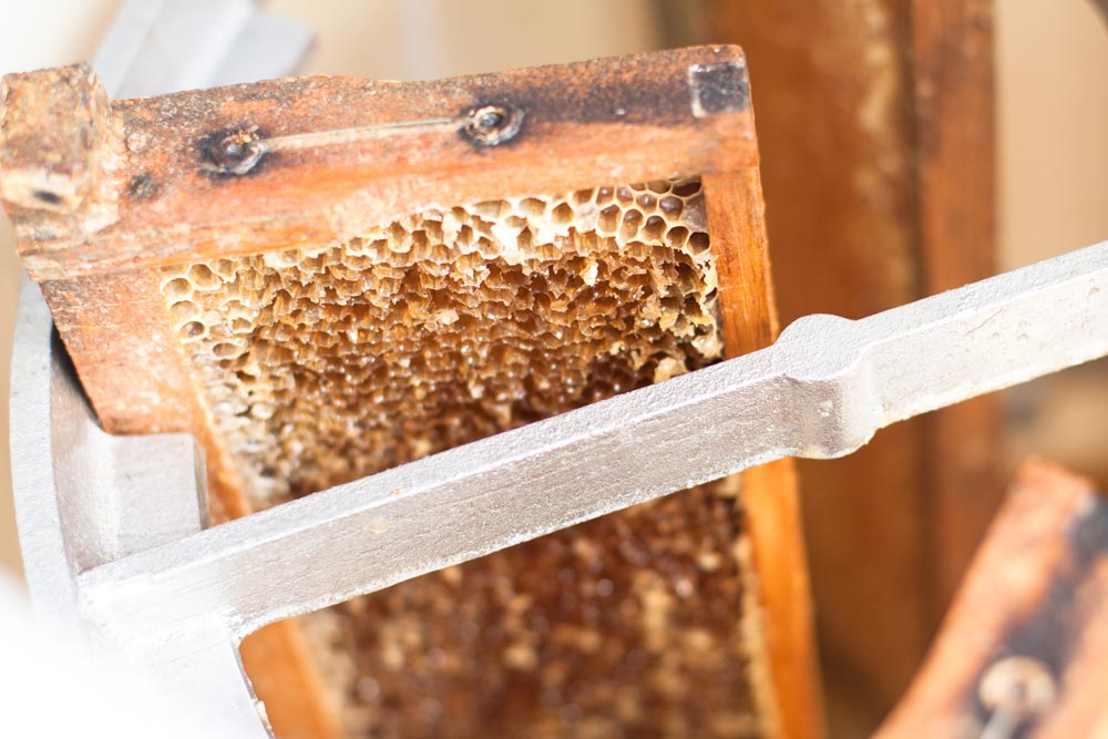 urban Beekeeping Gardeners Glory Honey