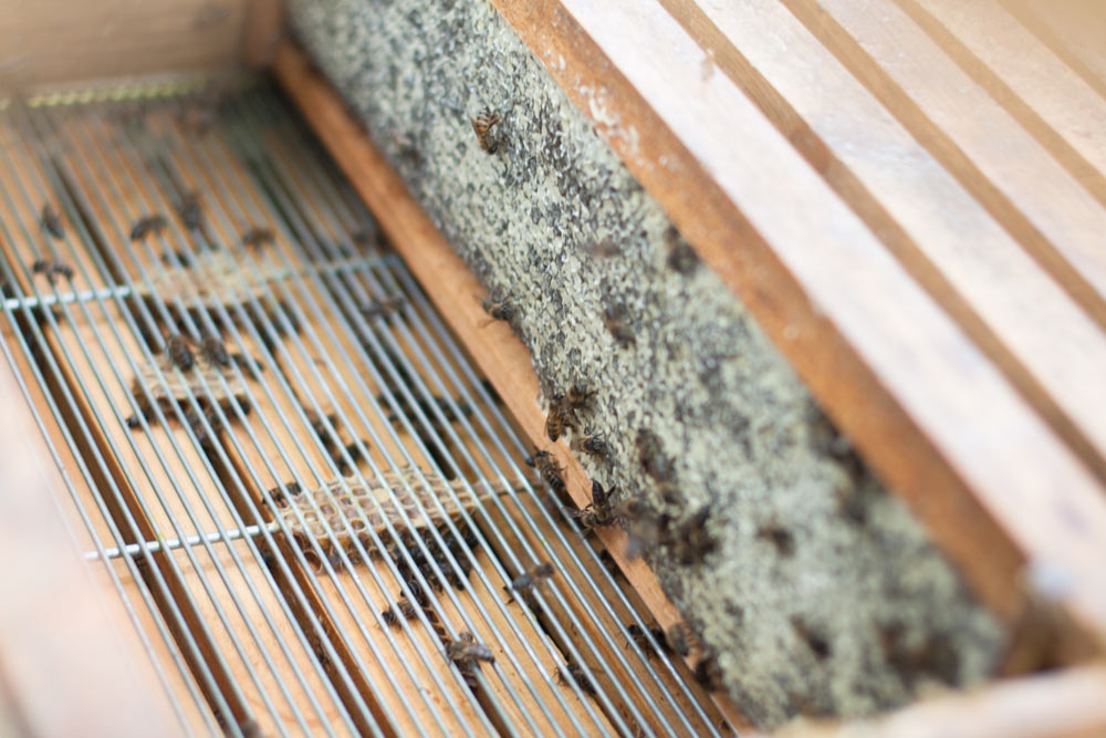 Urban Beekeeping