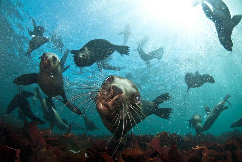 Seal-Snorkeling-Animal-Ocean
