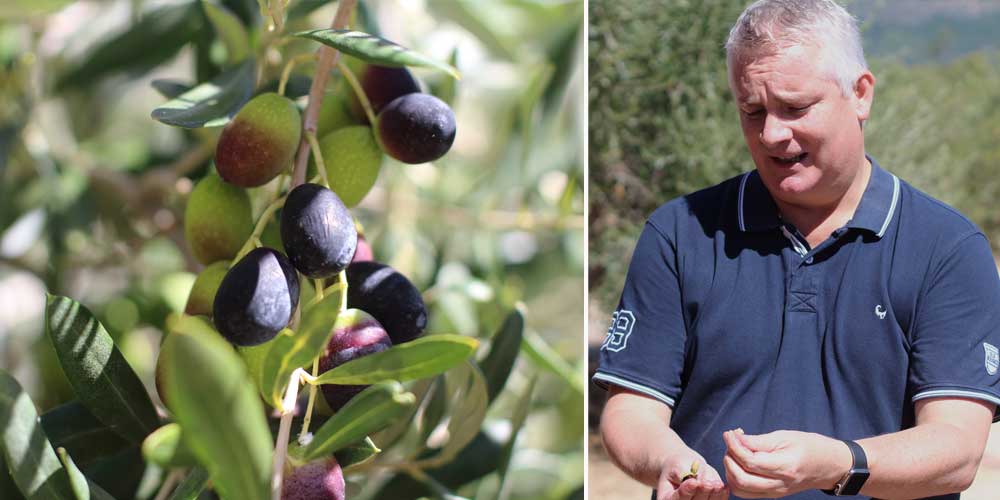 The Franschhoek Olive Oil Company