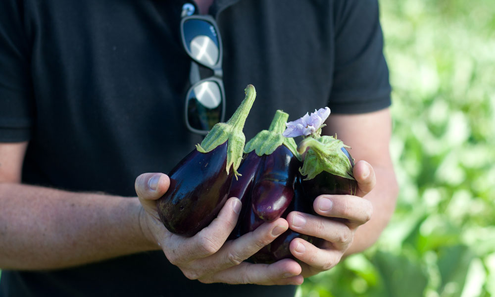 Chef Brad Ball in the Garden