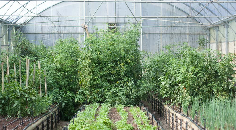 Delaire Graff Greenhouse