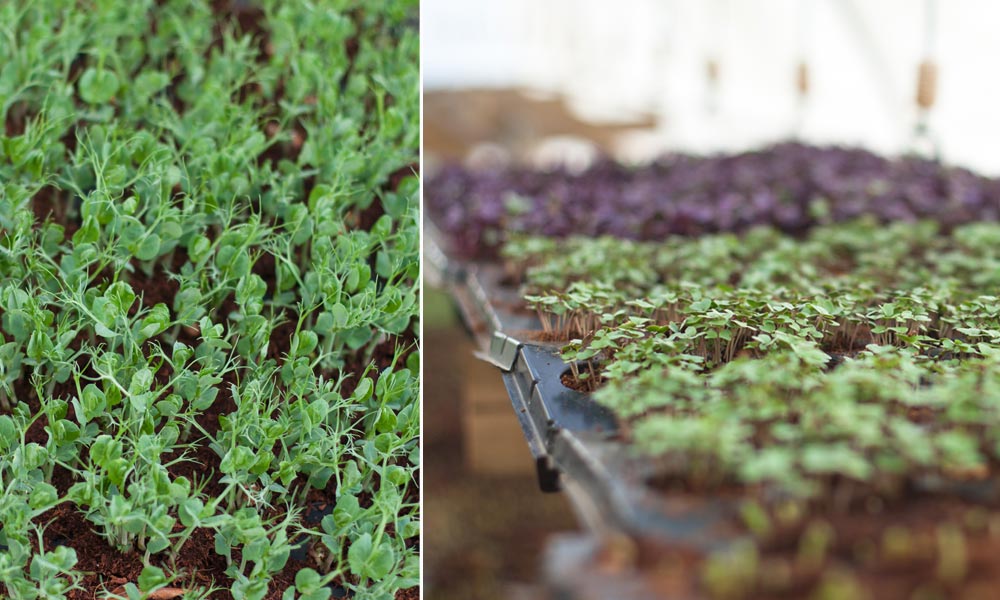 Delaire micro greens