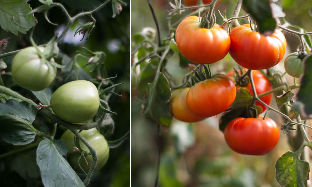 The Edible Garden at Delaire Graff Estate
