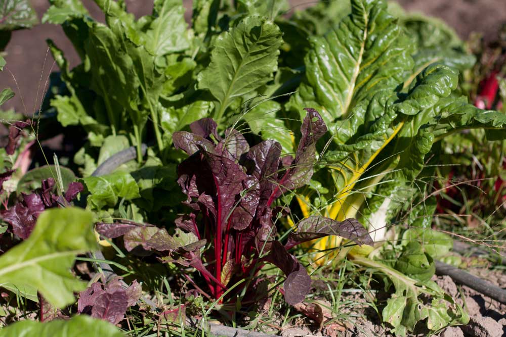 Chef Brad Ball in the Garden