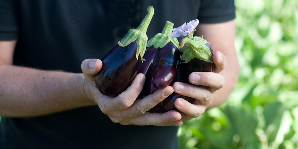 Chef Brad Ball_-aubergines