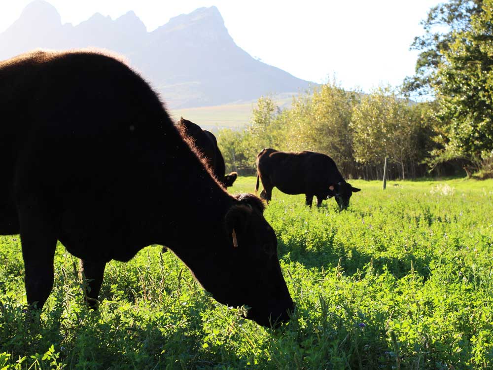 Cape-Wagyu
