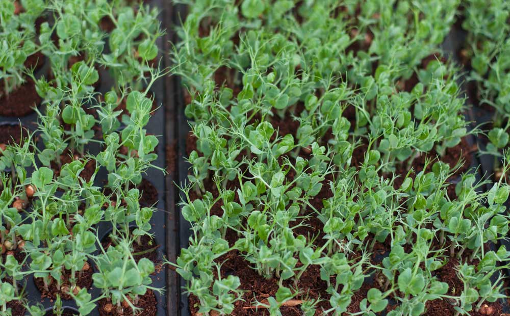 Small Changes you can make to eat more ethically
