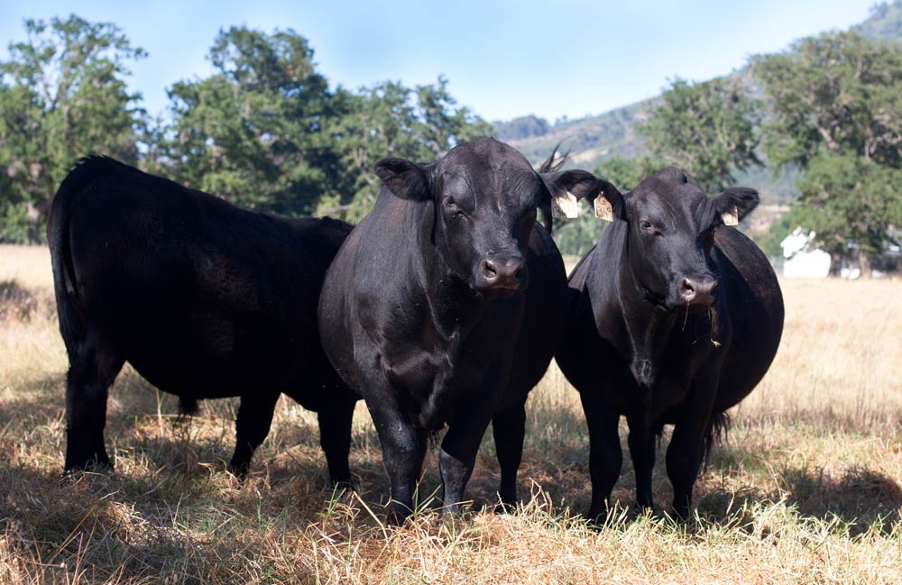 eat more ethically Small Changes you can make to eat more ethically