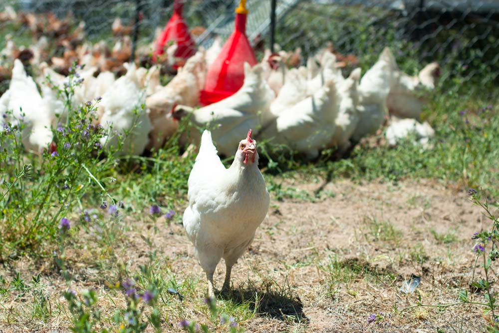 Tale of Eating Ethically
