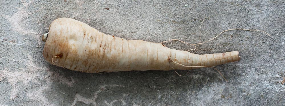 Parsnip