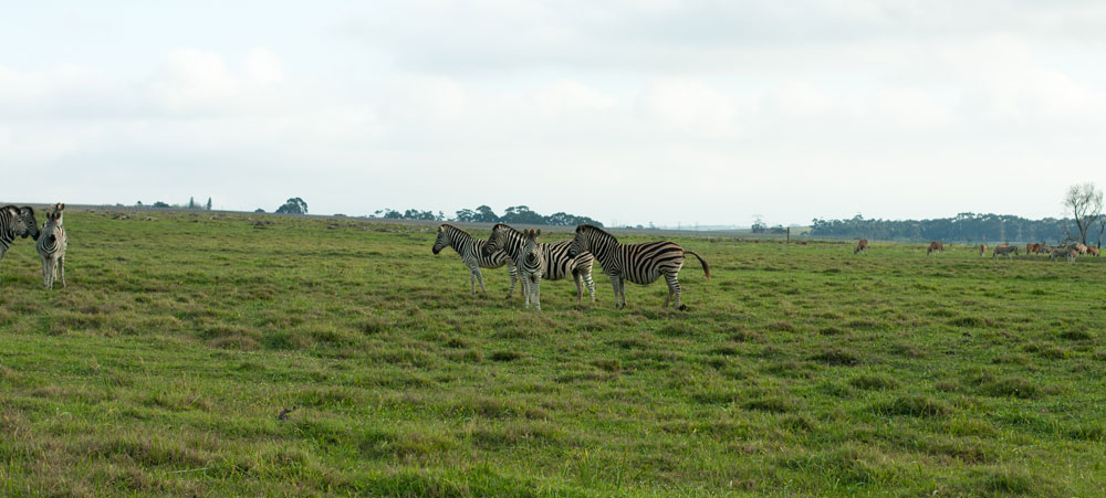 villiera