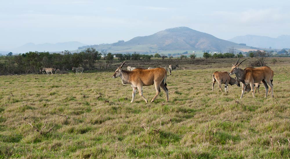 villiera