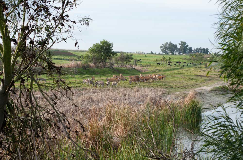 villiera