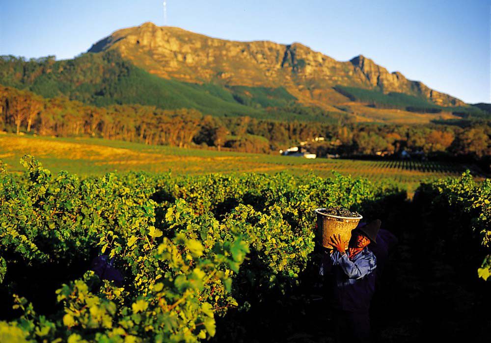 steenberg 1000x600