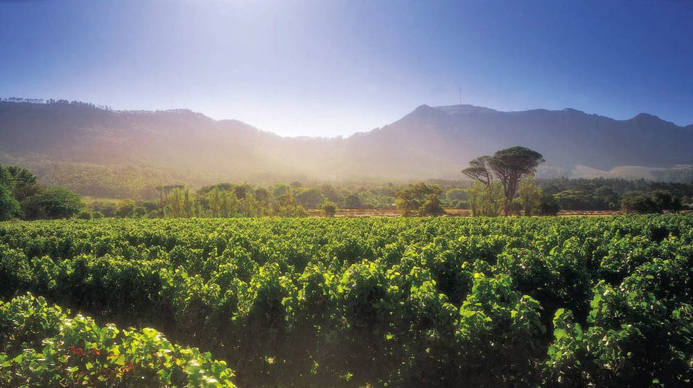 vineyards steenberg