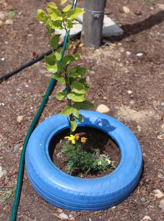 StreetScapes Garden
