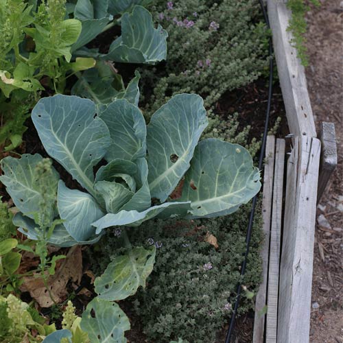StreetScapes Garden