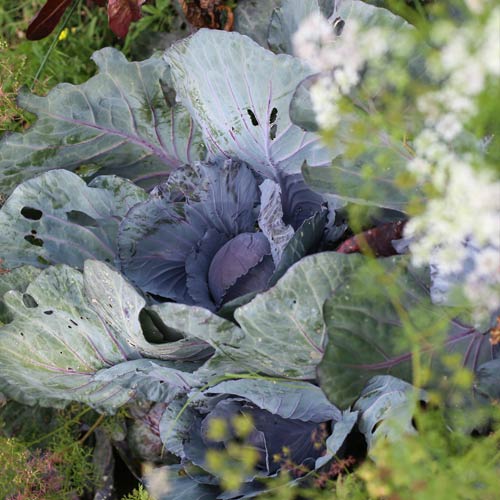 StreetScapes Garden