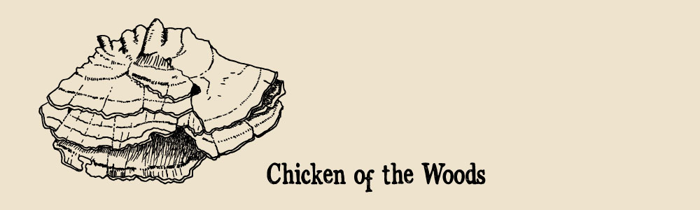 chicken of the woods a guide to edible mushrooms