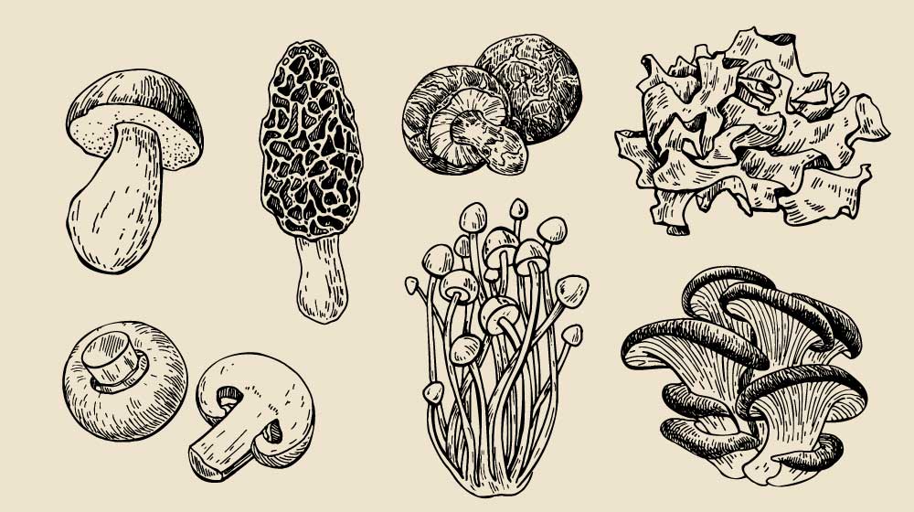 a guide to edible mushrooms