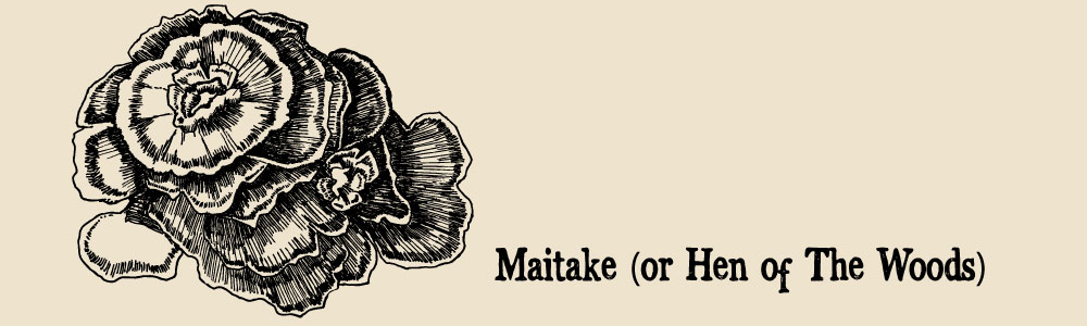 Maitake a guide to edible mushrooms