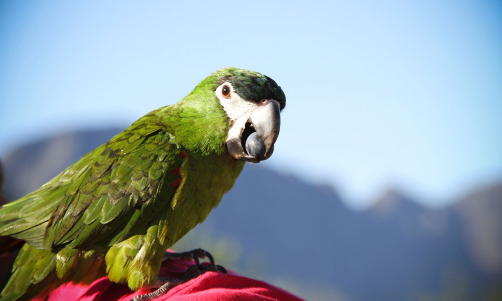 A parrot at Black Elephant Vintners