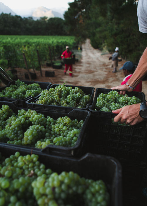 Harvest at Black Elephant Vintners