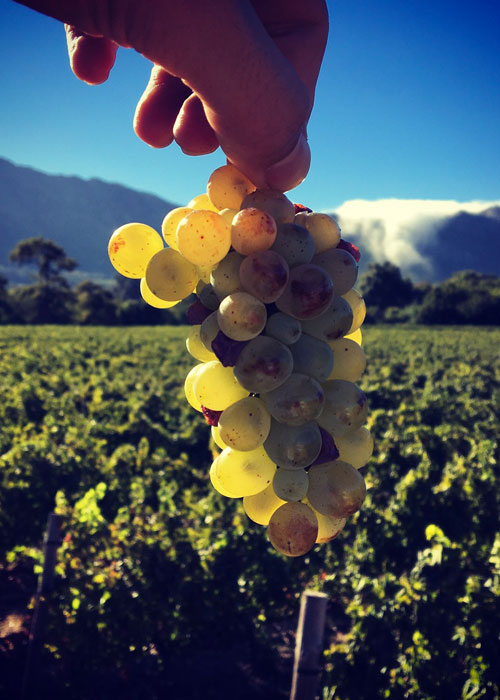 Grape at Black Elephant Vintners