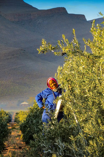 ABSA TOP 10 Olive Oils Delicate Category Mount Cedar