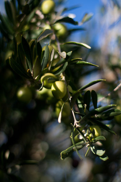 ABSA TOP 10 Olive Oils Medium Category | Generic Olive Image